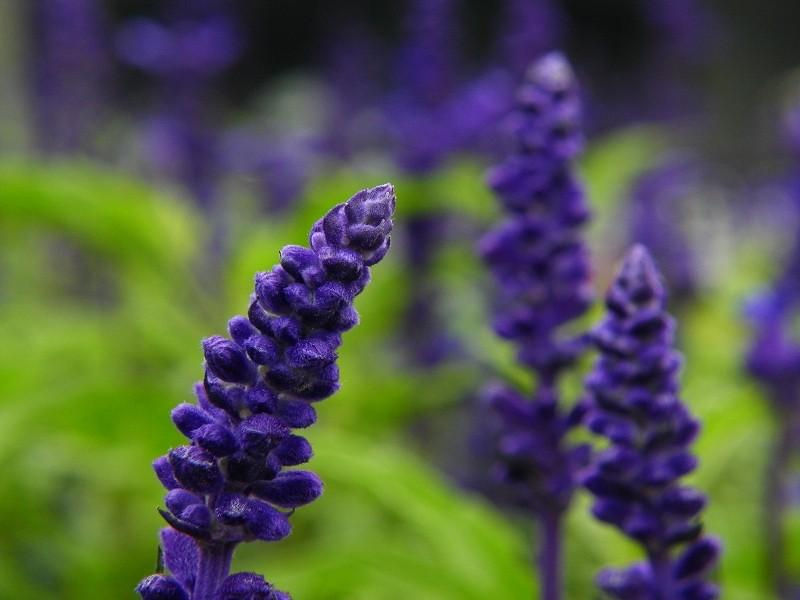 宁夏红花鼠尾草 格