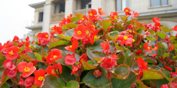 辽宁玫红四季海棠种植基地