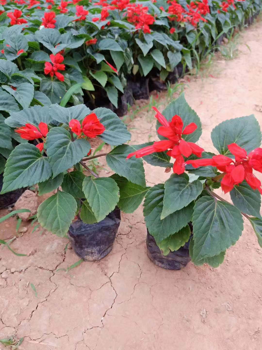 張家口矮生一串紅批發(fā)商