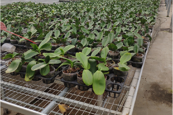 陕西苗床拐角供应商