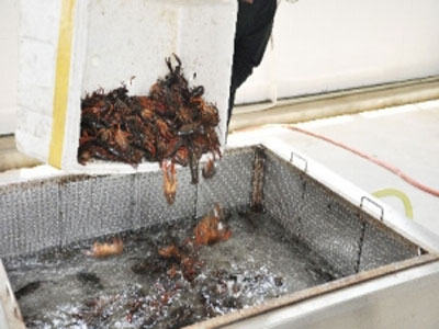 漳州全自动小龙虾超声波清洗机厂家