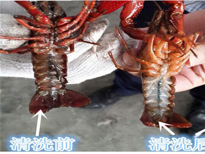 漳州自动小龙虾超声波清洗机维修