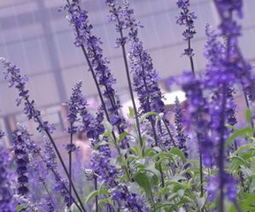 柳叶马鞭草种植基地//柳叶马鞭草批发