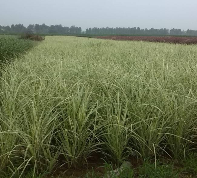 花叶芒种植基地