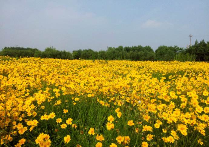 金鸡菊