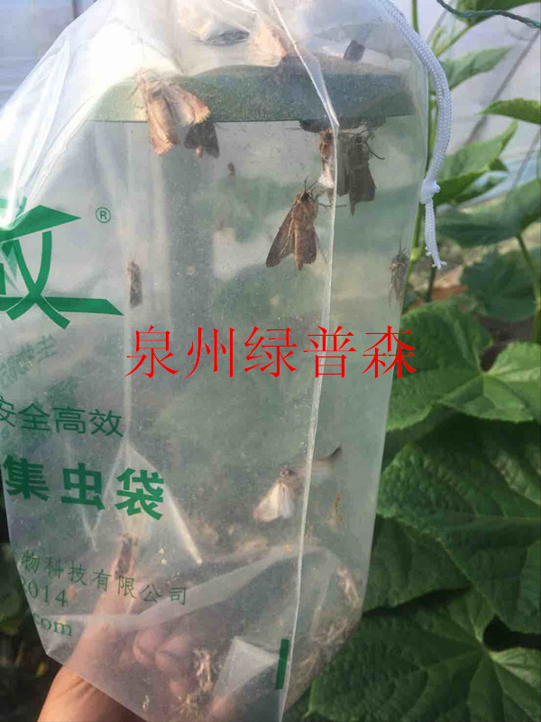 冬季大棚种植豇豆病虫害防治