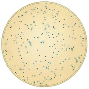 求购优质显色培养基--宜兴市永信生物有限公司