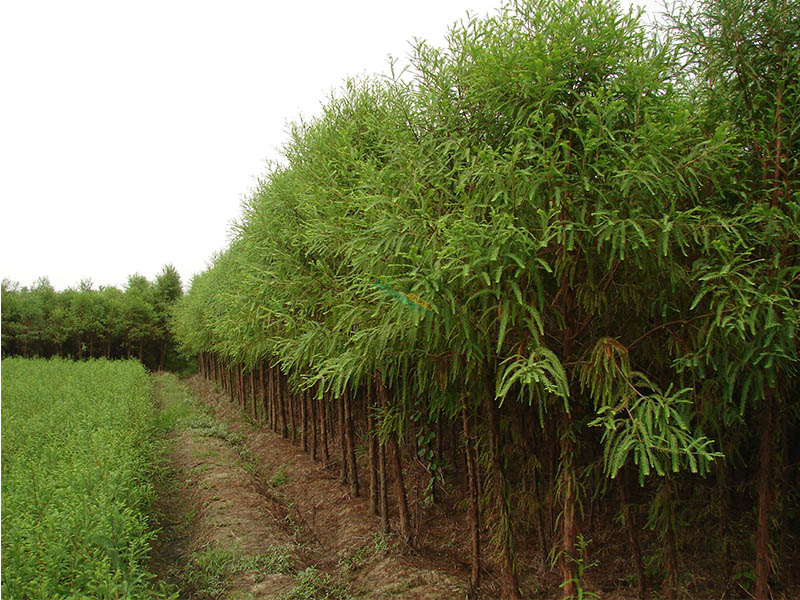 落羽杉种植基地