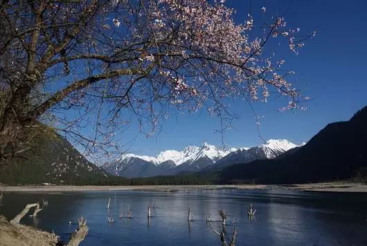 林芝个人租车旅游--林芝周边赏花8天—灿若云锦，宛如仙境