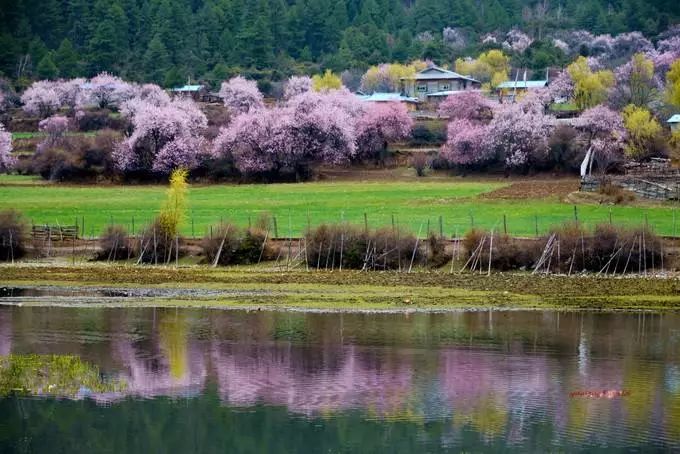 川藏北转南线赏花·德格12天—来过，这一生便不曾离开