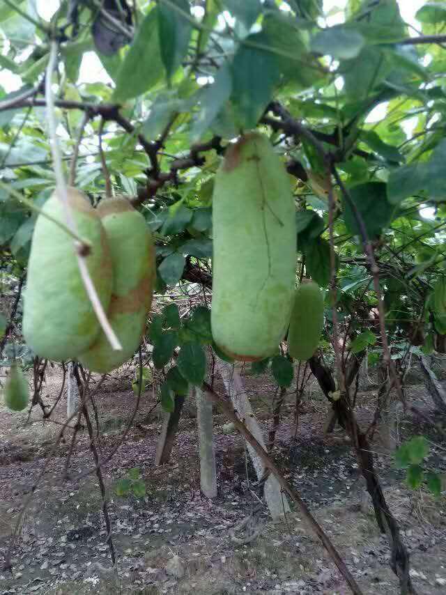 湘潭果蔬肥——供应湖南高质量的三叶木通苗