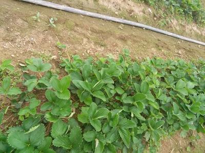 辽宁草莓苗|草莓种苗基地—东港市神农草莓种苗种植基