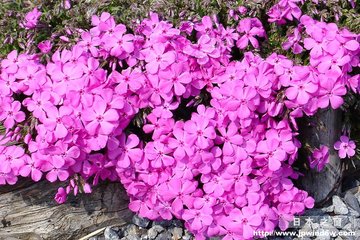 @鑫盛花卉【芝樱小苗】【芝樱价格】【山东芝樱】【青岛芝樱苗】