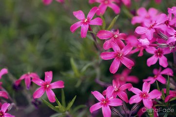 【青州芝樱基地】【花海专用苗】【芝樱种植基地】【求购优质芝樱