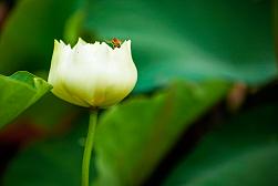 【看见我就是缘分！】水生植物_缸栽荷花_水葫芦基地-刘良