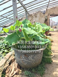 荷塘月色【盆栽荷花供应商+青州盆栽荷花批发】刘良