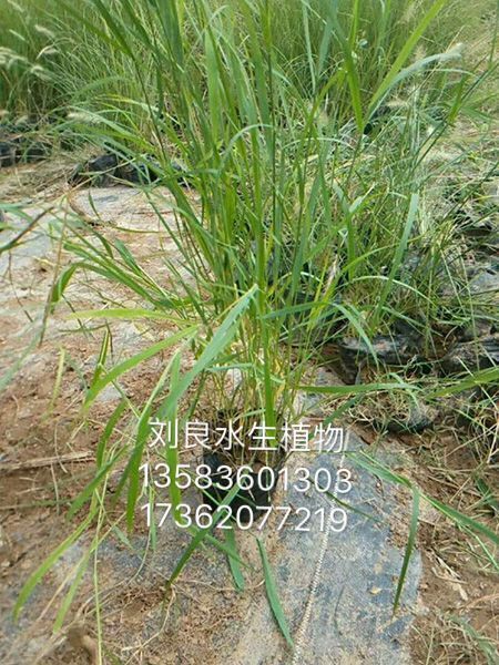 芦苇批发 芦苇种植基地 芦苇供应 批量芦苇供应