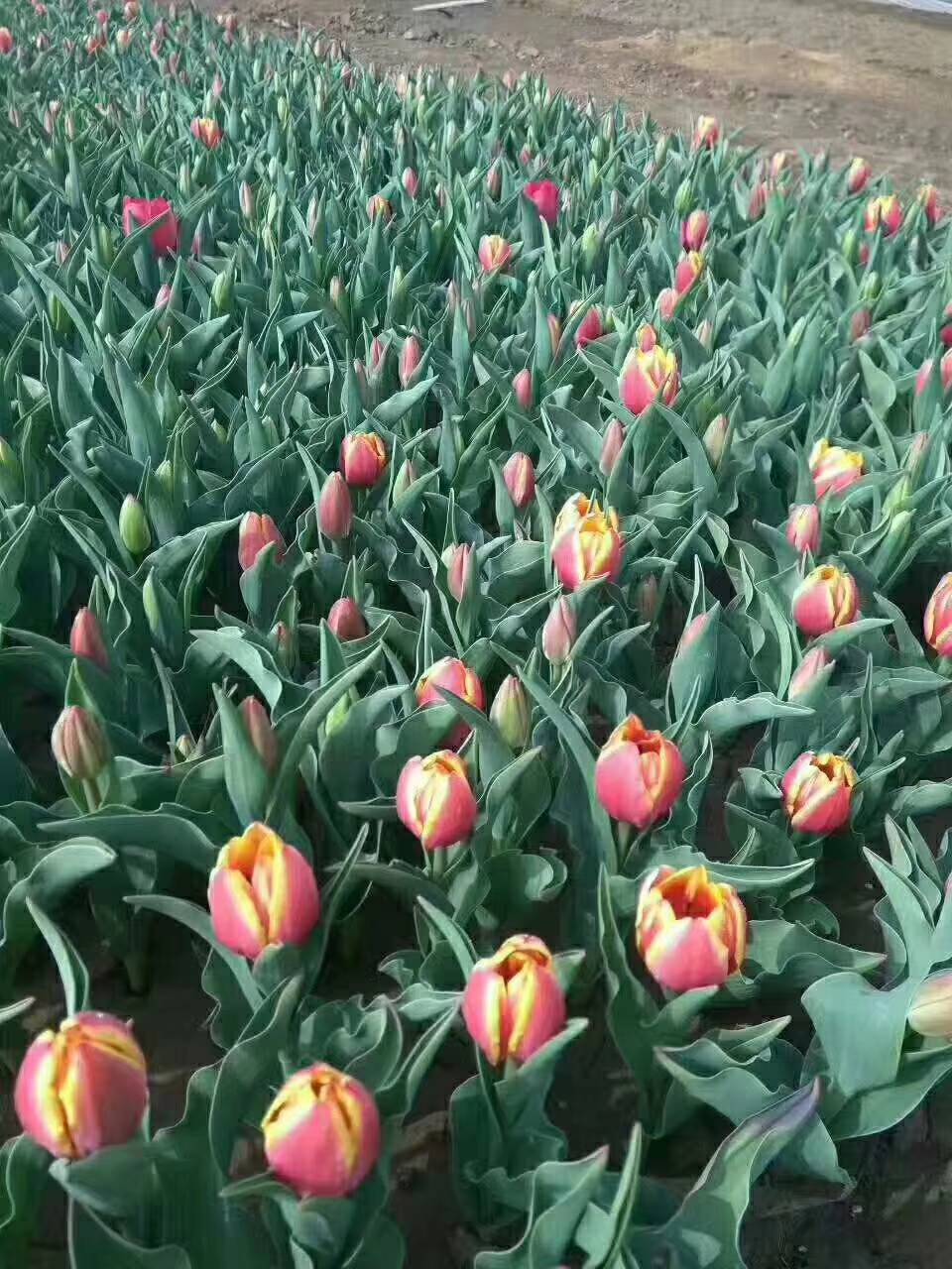 今晚吃鸡~《花海专用郁金香》《郁金香 格》《郁金香种球》