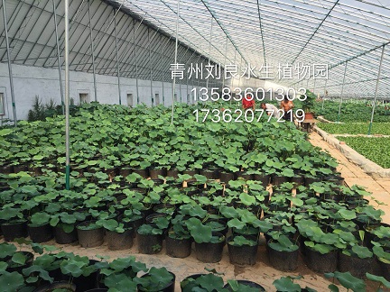 大盆荷花批发 山东荷花种植基地  荷花品种 批量荷花批发