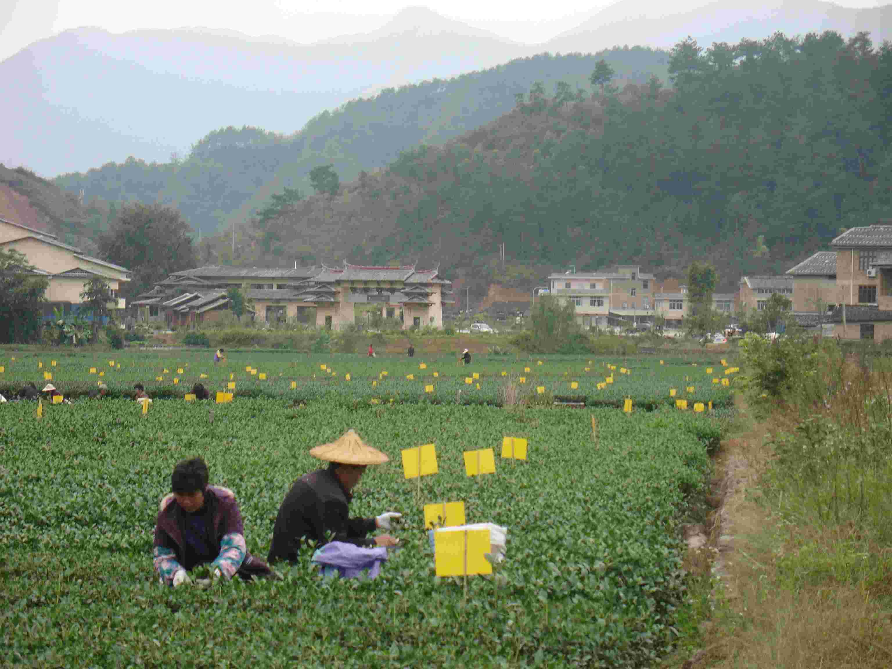 春季茶叶种植虫害防治