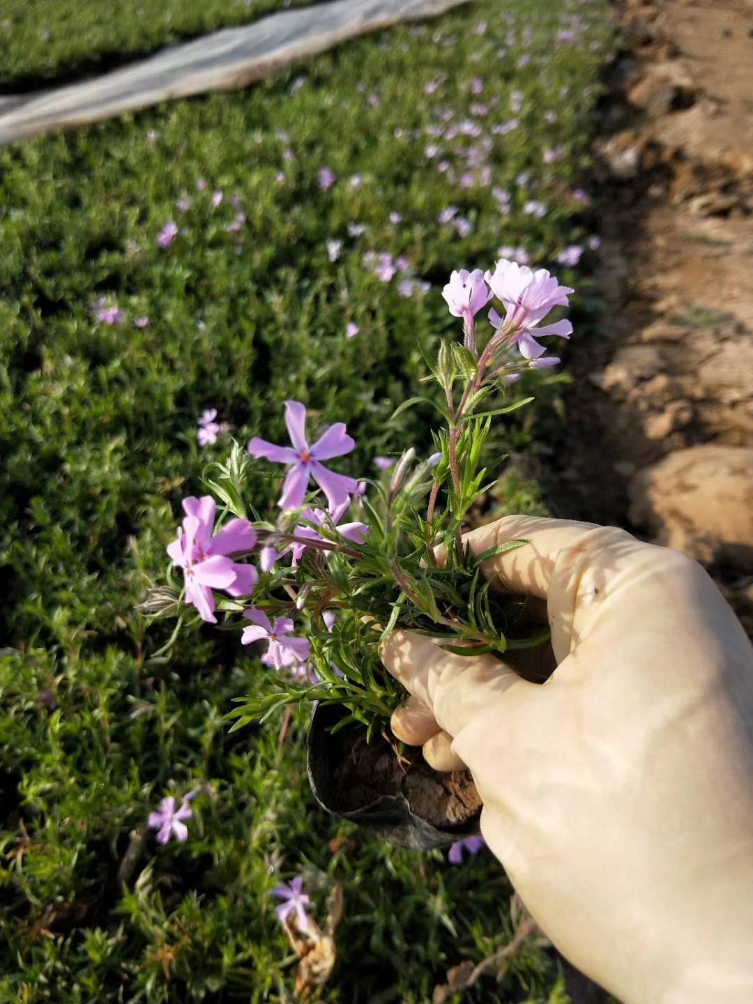 优~|青州草花|青州草花基地|青州草花种植基地|草花 格