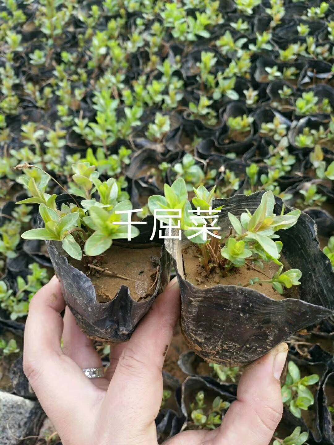 美好~【 千屈菜】【潍坊千屈菜】【千屈菜种植基地】鑫盛花卉