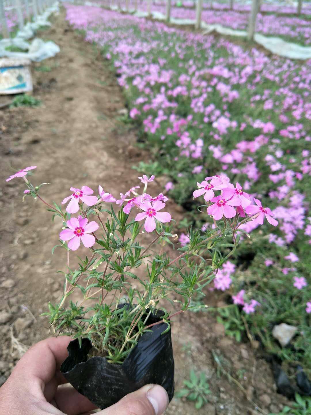 看过来《大量供应优质福禄考》《福禄考种植基地》《福禄考小苗》