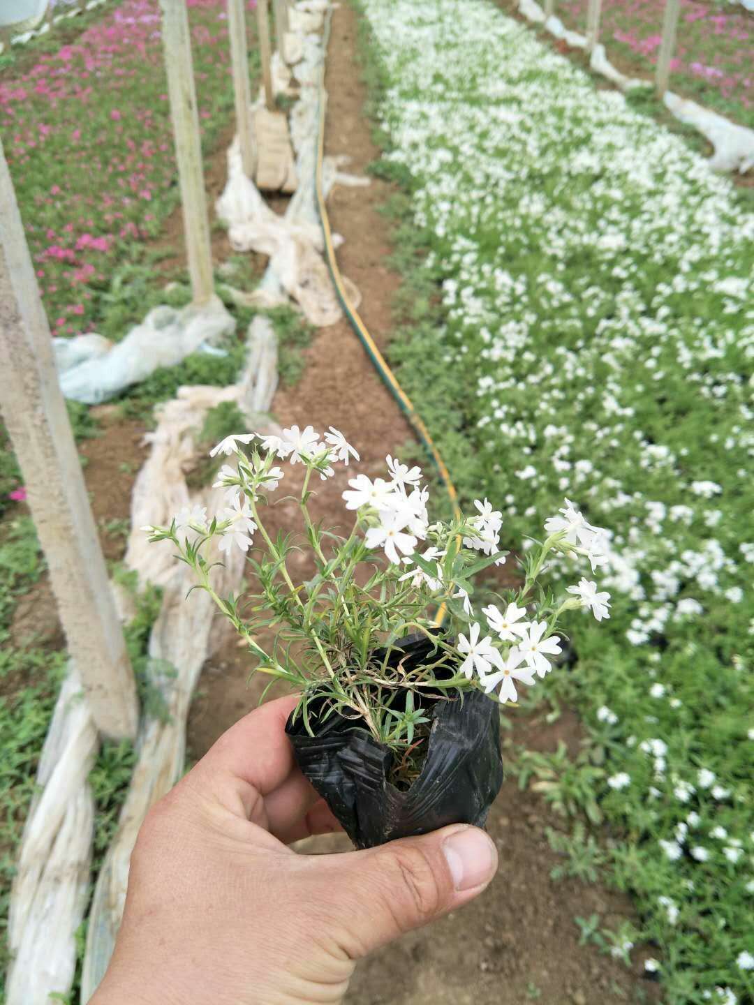 看过来《大量供应优质福禄考》《福禄考种植基地》《福禄考小苗》