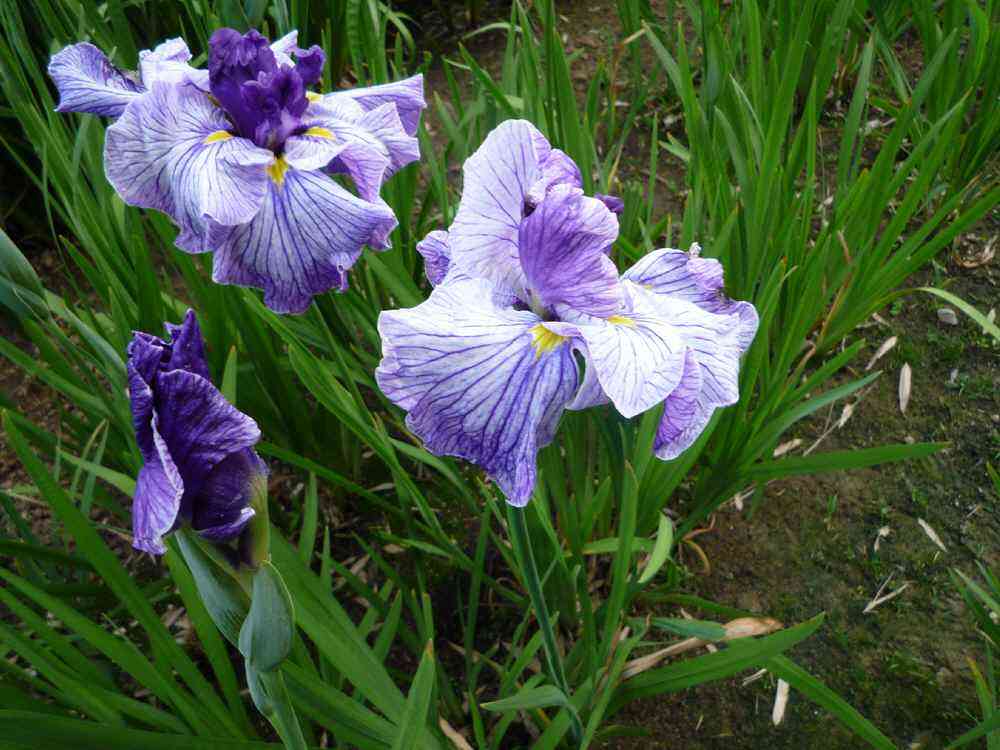  采购|花菖蒲基地|花菖蒲批发|河北水生植物基地