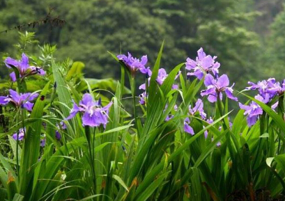 蓝花鸢尾小苗，蓝花鸢尾种植基地，绿化用蓝花鸢尾——刘俊杰花卉