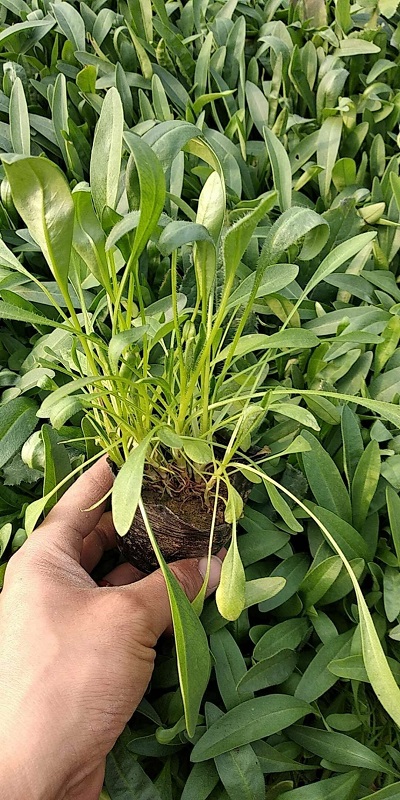 【LOOK亮点】金鸡菊种植基地 青州金鸡菊批发 金鸡菊供应商