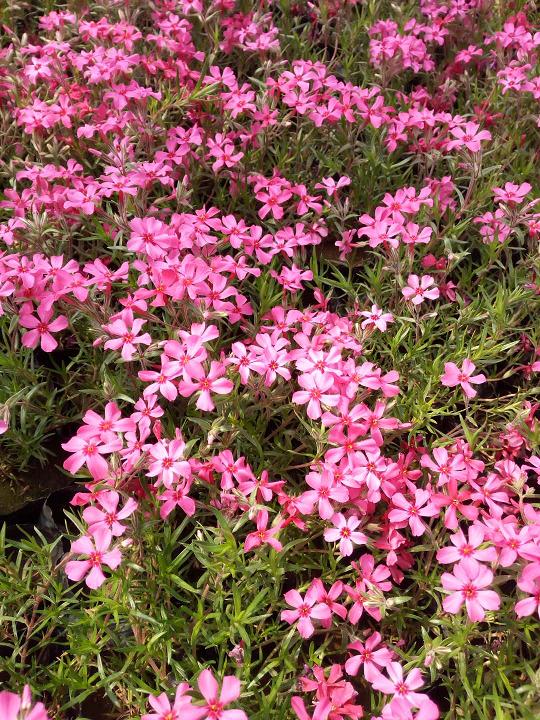 您正确的选择-【刘良】新疆草花价格//长春草花供应商