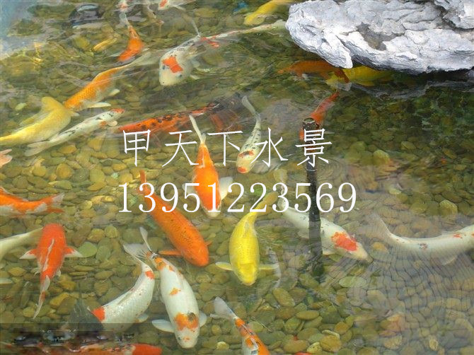 嘉兴市观赏鱼池水净化。常年免清洗！