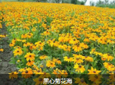 宿根花卉种植基地 宿根花卉价格 山东宿根花卉基地