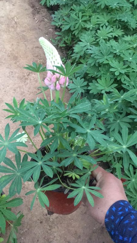 要用就用好的！山东鲁冰花种植基地 山东鲁冰花批发