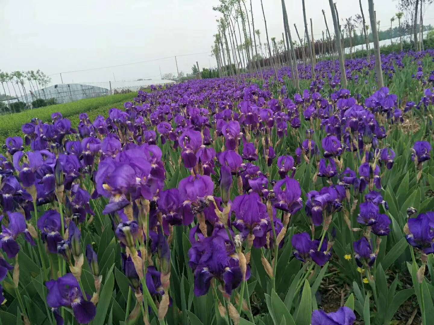 全国发售@【水生鸢尾】【德国鸢尾】【鸢尾种植基地】【鸢尾价格