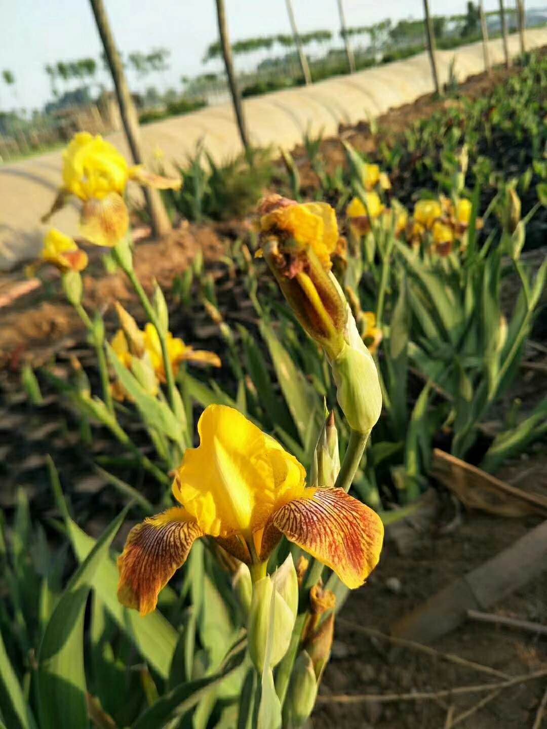 好货来喽~《大量供应优质鸢尾》《优质鸢尾种植基地》@鑫盛花卉