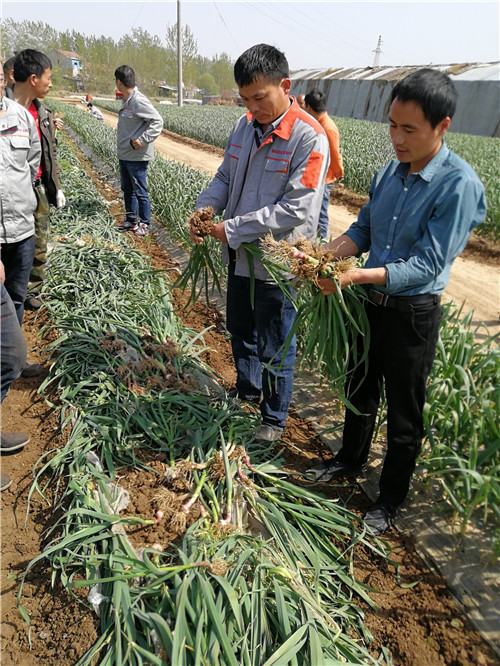 厂家供应大蒜播种机