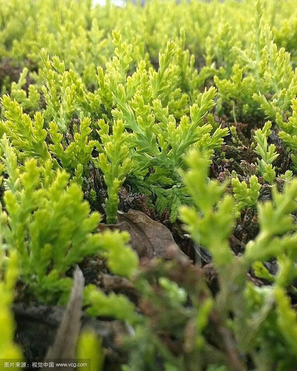 辽宁绿化苗木|灯塔市苗木供应 灯塔市龙德苗圃供应优质苗木