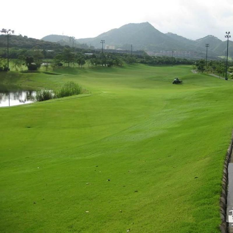 辽阳草坪基地批量供应|沈阳草坪厂家供应 灯塔市龙德苗圃