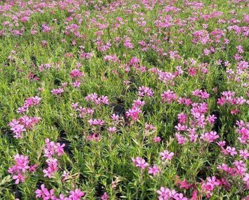 芝樱基地//芝樱价格