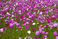 （嗯？你卖花？）宿根花卉种植基地 波斯菊 格 求购波斯菊