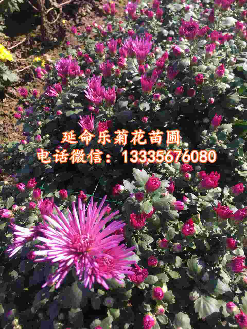 延命乐菊花苗