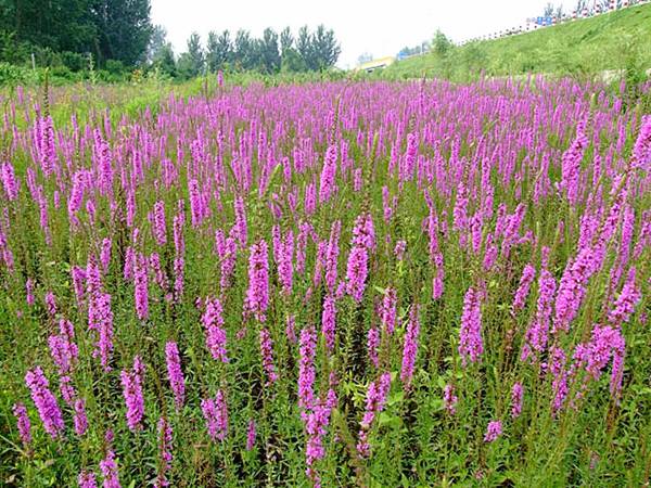 【大批量千屈菜】山东千屈菜种植基地 山东千屈菜批发