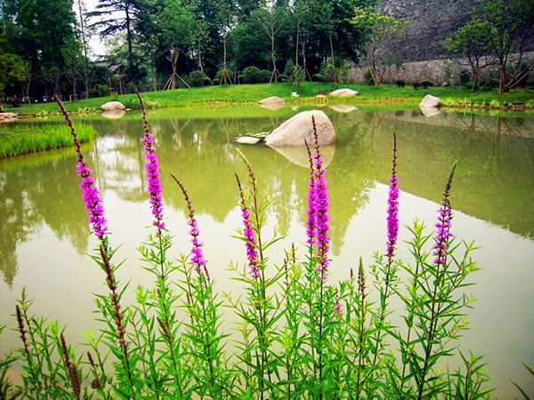 【大批量千屈菜】山东千屈菜种植基地 山东千屈菜批发