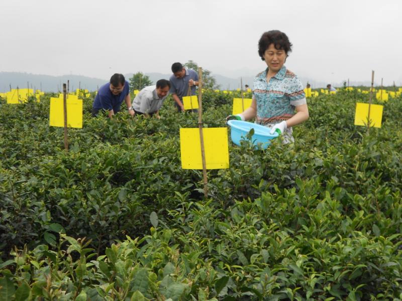 新光茶叶-有知名度的 都匀毛尖茶都匀毛尖图片批发商-都匀毛尖图片