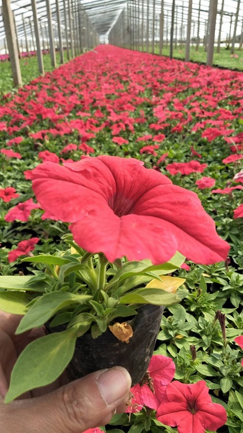 青州地被草花【这家花卉不一般】江西草花供应商【刘良】