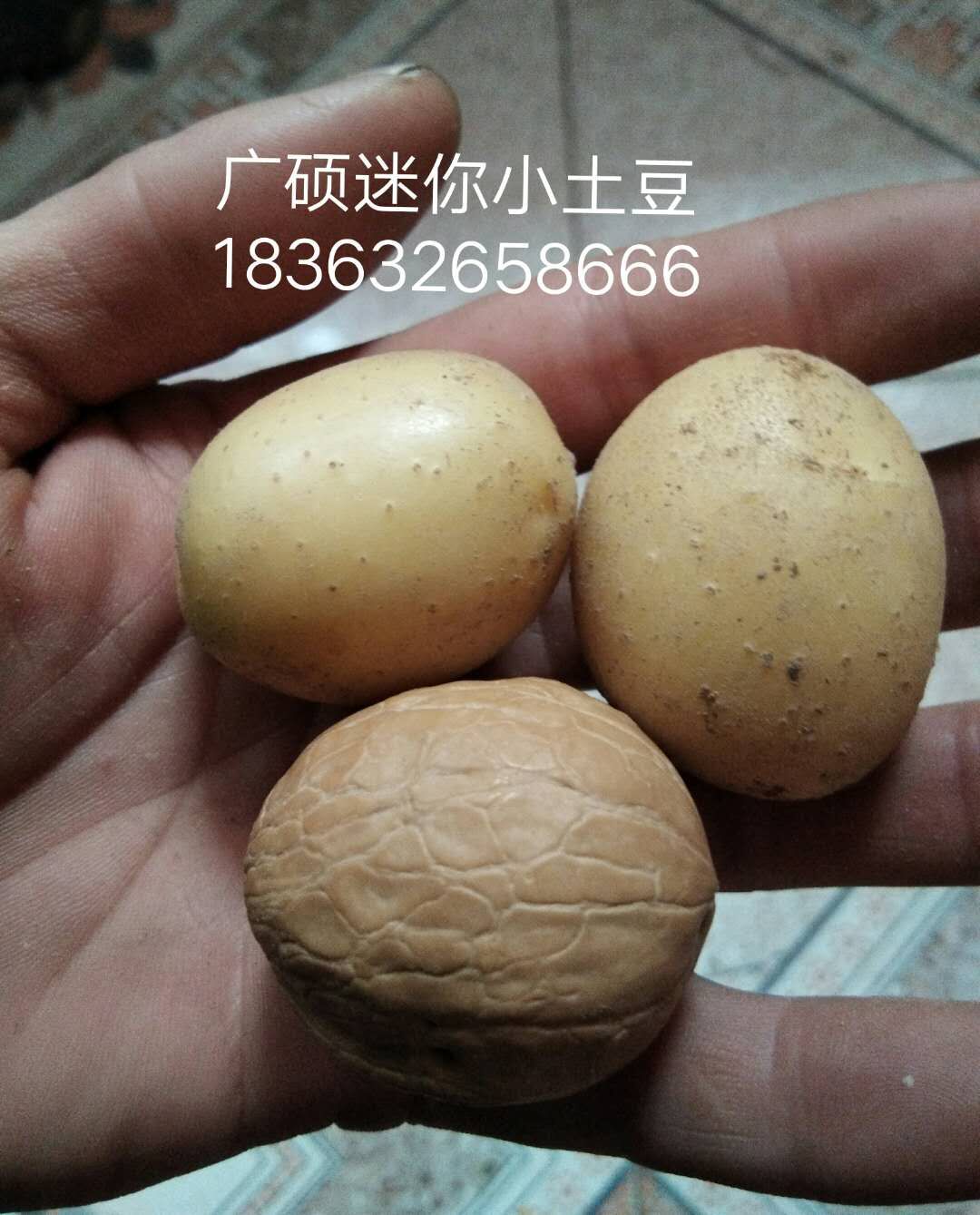 枣庄销量好的迷你小土豆批发 乌鲁木齐迷你小土豆