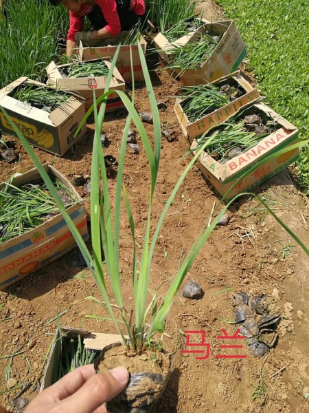 百度@《马兰花供应》《马兰花种植基地》《优质马兰花基地》鑫盛