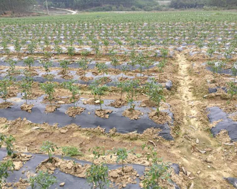 广西辣椒种植专用地膜，黑色除草地膜厂家